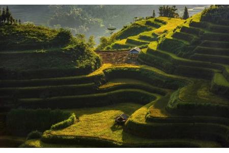 Săn mùa vàng Hà Giang vào thời điểm nào và kinh nghiệm săn mùa vàng Hà Giang